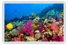 Red Sea Reef