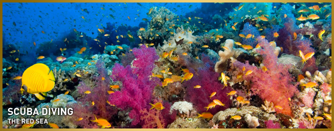 Scuba Diving - The Red Sea