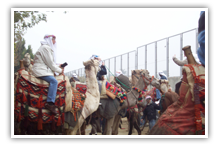 Camel riding experiences